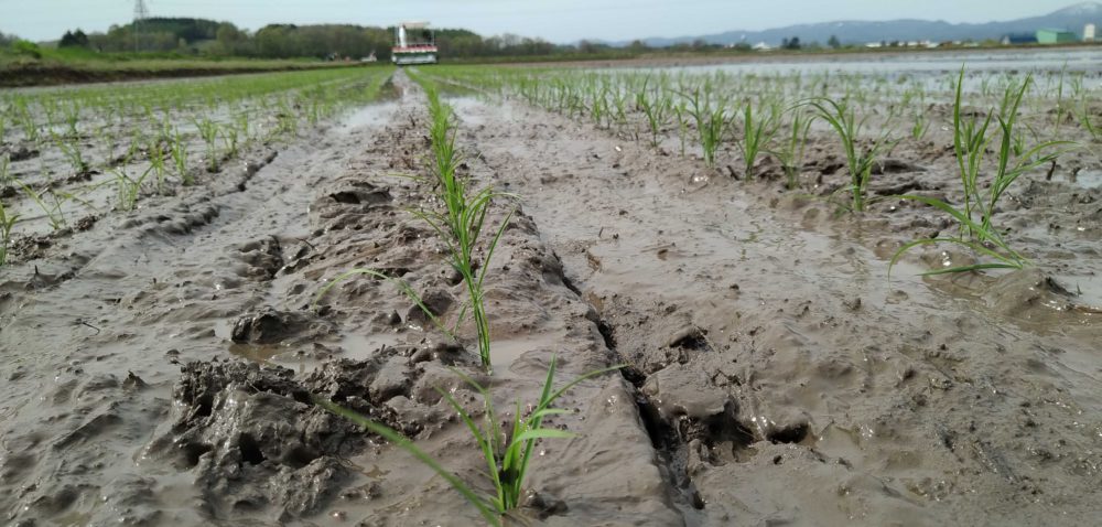 稲の苗と土