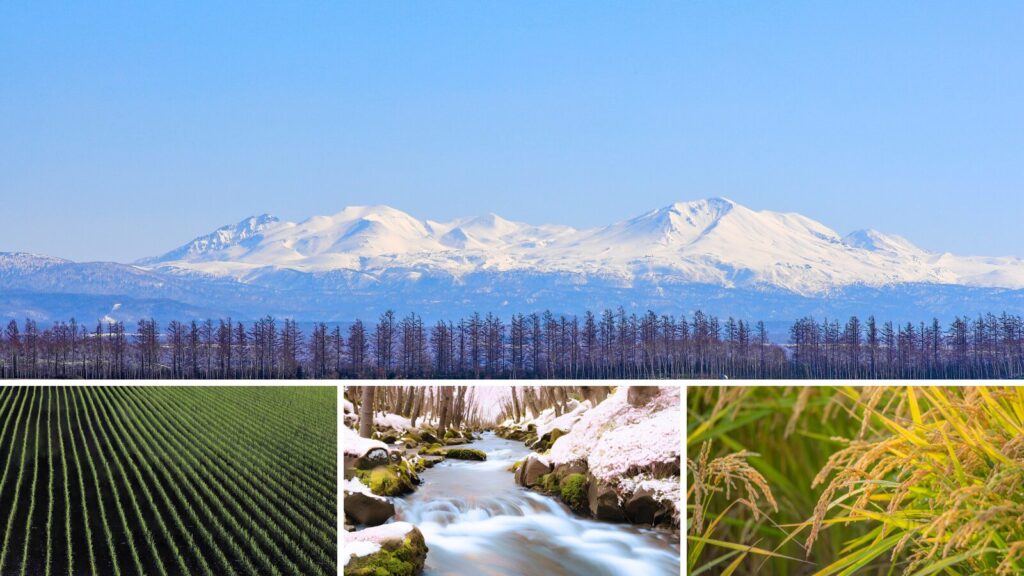 大雪山、田んぼ、雪解け水が流れる川、稲穂